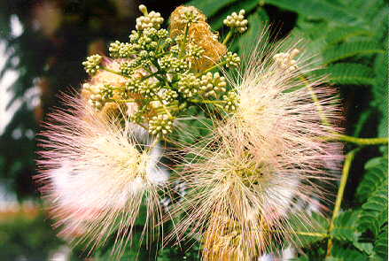 Fior di Mimosa