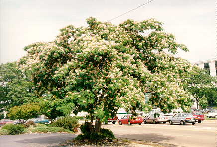 Alberello di mimose